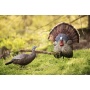 Flextone Thunder Creeper - Strutter Decoy W- Folding Fan
