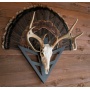 Do-all Strut-n-skull Turkey - Fan-european Skull Mount