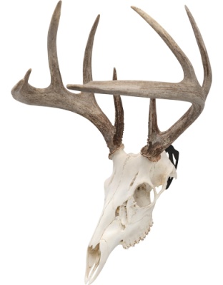 Allen Ez Mount Skull Peg 3-Pack Deer/Antelope