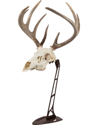 Allen Ez Mount Centerpiece Skull Stand Brown