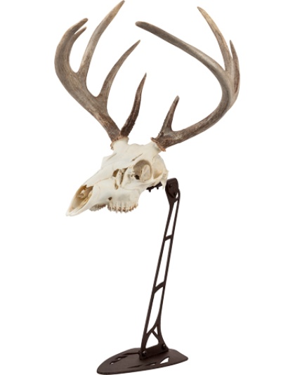 Allen Ez Mount Centerpiece Skull Stand Brown
